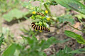 TYRIA JACOBAEAE, CINNABAR MOTHS ON SENECIO VULGARIS