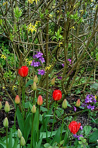 SPRING_FLOWERS_IN_WOODLAND