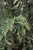 TSUGA CANADENSIS, EASTERN HEMLOCK