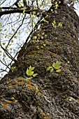 SHOOTS ON THE TRUNK OF LIRIODENDRON TULIPIFERA