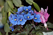 SAINTPAULIAAFRICAN VIOLET