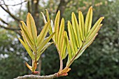 SORBUS LEONARD MESSEL