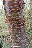 PRUNUS SERRULA TREE TRUNK