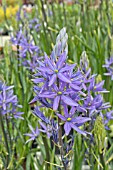 CAMASSIA LEITCHTLINII CAERULEA