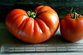 TOMATO MARMANDE WITH RULE