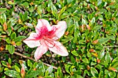 AZALEA SURPRISE