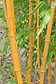 PHYLLOSTACHYS VIVAX F AUREOCAULIS