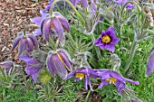 PULSATILLA HALLERI