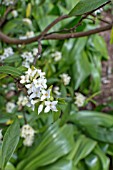 DAPHNE COLLINA FRAGRANT CLOUD