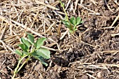 YOUNG BUNYARDS EXHIBITION BROAD BEAN PLANTS