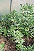 AQUADULCE CLAUDIA BROAD BEAN PLANTS