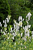 ACONITUM ELEONARA