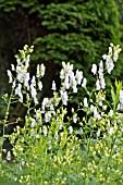 ACONITUM ELEONARA