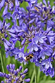 BUMBLE BEE ON AGAPANTHUS CAMPANULATUS ISIS