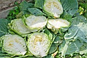 BRASSICA OLERACEA HISPI CABBAGES CUT IN HALF