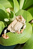 PRIMULA AURICULA, CLUSTER OF FLOWERS DYING