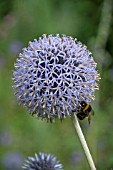 BUMBLE BEE ON ECHINOPS