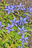 GENTIANA X HASCOMBENSIS