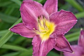 HEMEROCALLIS CHICAGO ROYAL ROBE