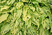 SLUG OR SNAIL DAMAGE TO THE LEAVES OF HOSTA PLANTAGINEA HONEYBELLS