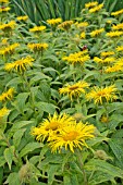 INULA HOOKERI