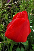 TULIPA TULIP