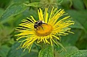 BUMBLE BEE ON INULA HOOKERI FLOWER