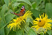 PEACOCK BUTTERFLY ON INULA HOOKERI