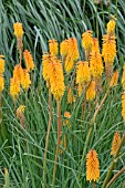 KNIPHOFIA BEES SUNSET