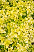 ORIGANUM NORTON GOLD