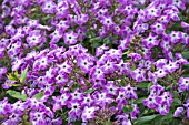 PHLOX PANICULATA LITTLE BOY