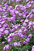 PHLOX PANICULATA LITTLE BOY