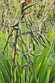 SEED PODS OF PHORMIUM COOKIANUM