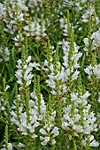 PHYSOSTEGIA VIRGINIANA ALBA