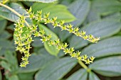 RODGERSIA NEPALENSIS