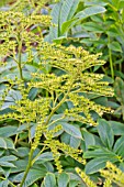 RODGERSIA NEPALENSIS