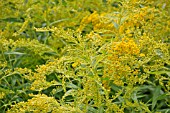 SOLIDAGO GOLDEN SHOWER