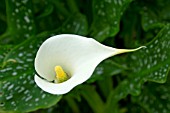 ZANTEDESCHIA LITTLE JIM