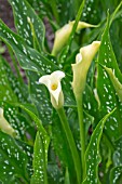 ZANTEDESCHIA LITTLE JIM