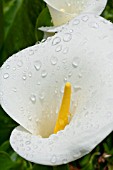 RAINDROPS ON ZANTEDESCHIA