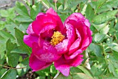 BAI YUAN HONG XIA PEONY, PAEONIA BAIYUANS RED CLOUDS