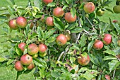 MALUS DOMESTICA DIVA, (APPLE DIVA)