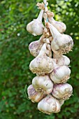 STRING OF GERMIDOR GARLIC