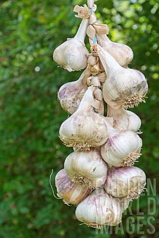 STRING_OF_GERMIDOR_GARLIC