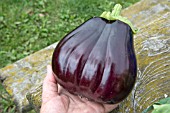 AUBERGINE BONICA