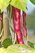 BORLOTTA LINGUA DI FUOCO, BORLOTTI BEANS