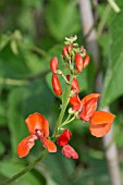 RUNNER BEAN RED KNIGHT FLOWERS