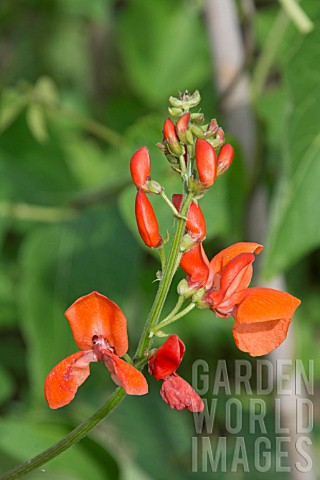 RUNNER_BEAN_RED_KNIGHT_FLOWERS