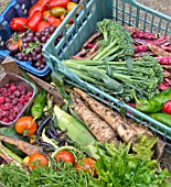 FRESHLY HARVESTED ORGANIC PRODUCE