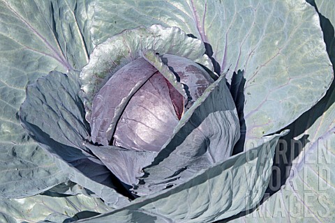 CABBAGE_RED_DRUMHEAD